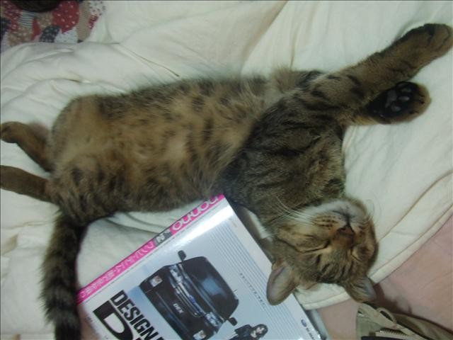 胖胖呀! - 第4張圖