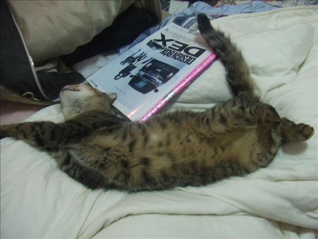 胖胖呀! - 第5張圖