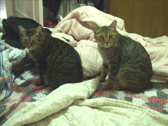 WE ARE BROTHER - 第1張圖 WE ARE BROTHER