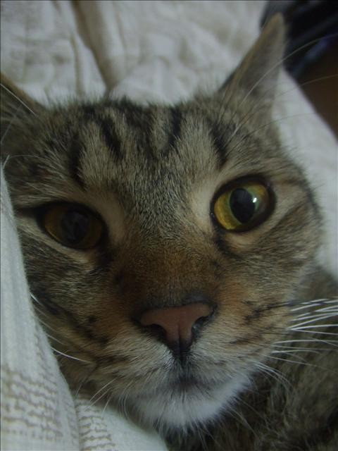 浩劫歸來的胖胖 - 第1張圖