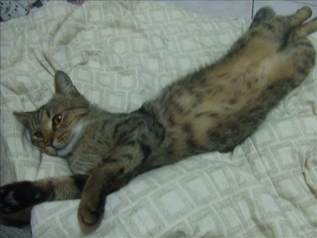 浩劫歸來的胖胖 - 第2張圖