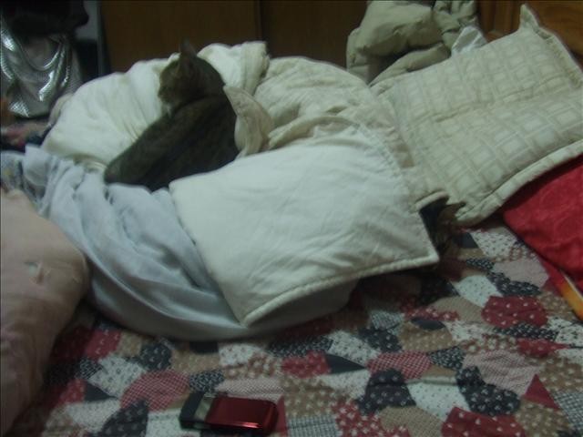 浩劫歸來的胖胖 - 第3張圖