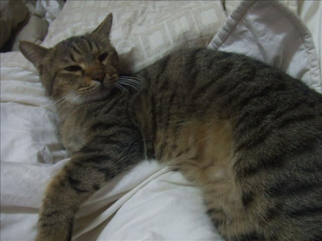 浩劫歸來的胖胖 - 第4張圖