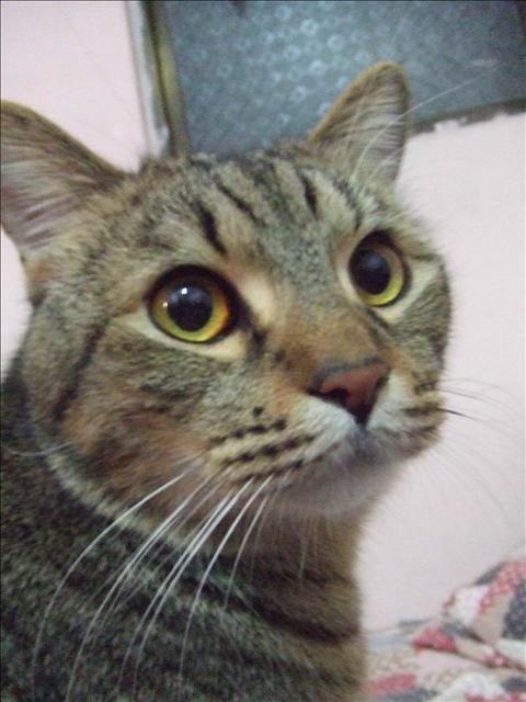 我家的胖子 - 第1張圖