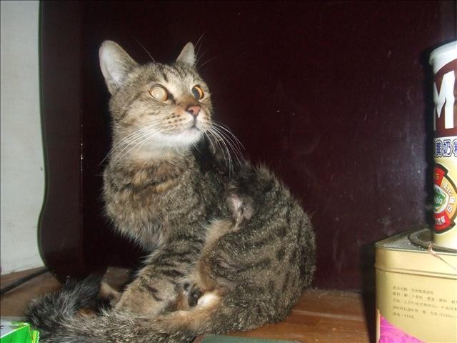 GOOD NEWS - 第3張圖