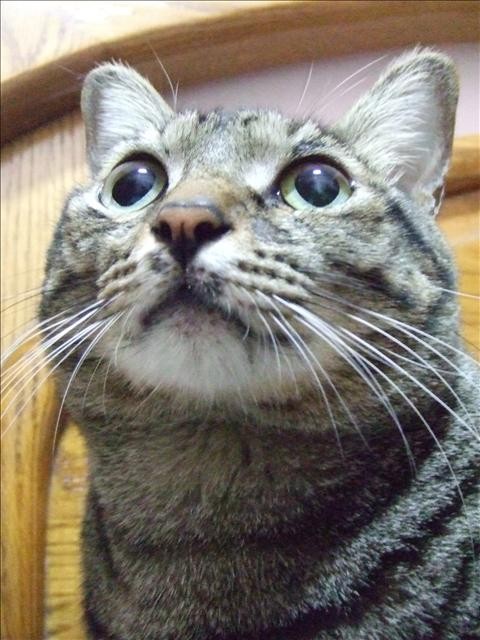 冬令進補 - 第1張圖