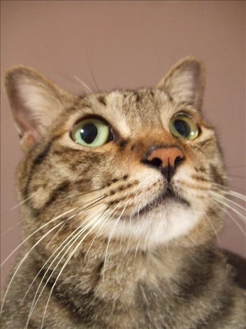 冬令進補 - 第2張圖