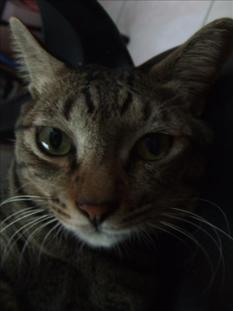 冬令進補 - 第3張圖