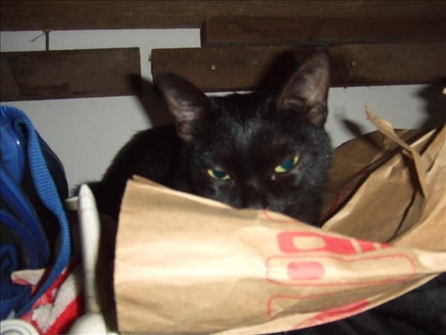 結紮嚕! - 第1張圖