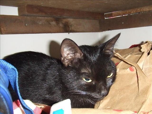 結紮嚕! - 第2張圖