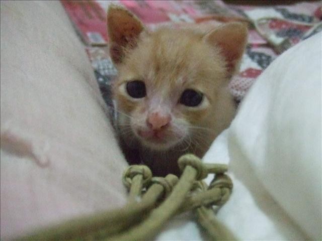 又來了小貓 - 第1張圖