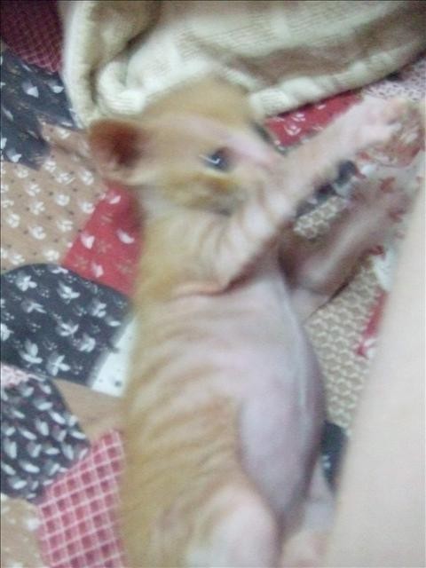 又來了小貓 - 第2張圖