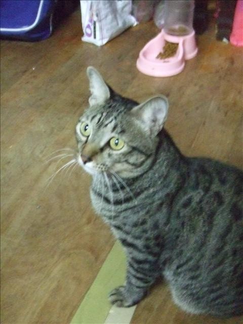 誘惑的源頭 - 第1張圖