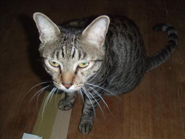 誘惑的源頭 - 第2張圖