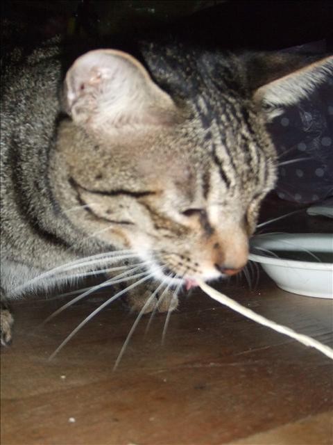 誘惑的源頭 - 第6張圖