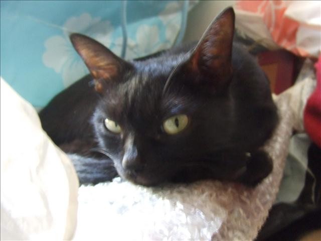 SASA最近愛? - 第1張圖