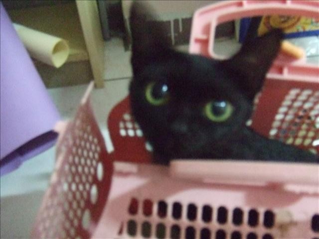 SASA最近愛? - 第2張圖