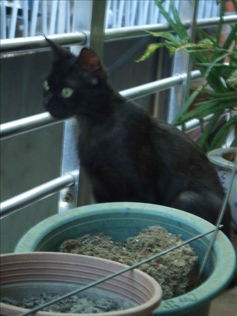 再來說說SASA - 第3張圖