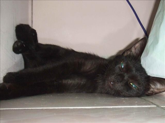 再來說說SASA - 第4張圖