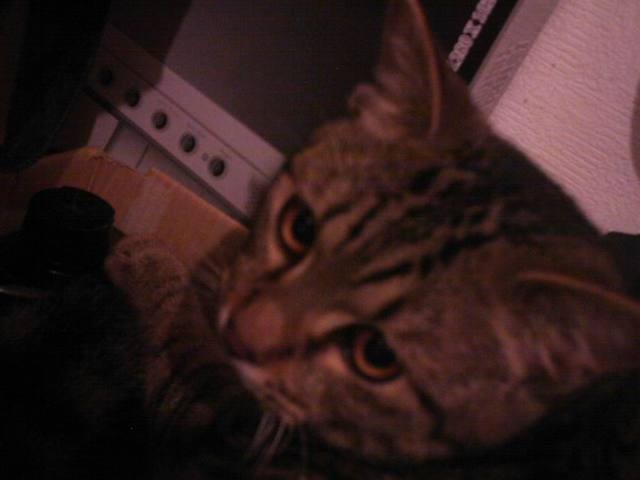 胖胖從小就是小賤貓 - 第1張圖