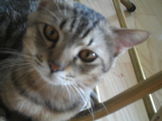 胖胖從小就是小賤貓 - 第3張圖