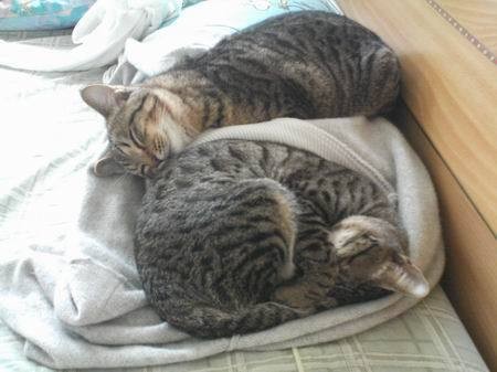 胖胖從小就是小賤貓 - 第5張圖