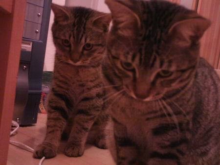 胖胖從小就是小賤貓 - 第6張圖