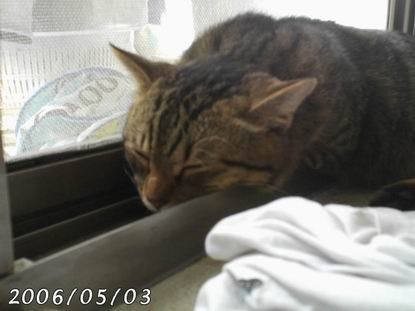 胖胖從小就是小賤貓 - 第7張圖