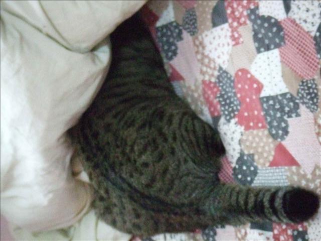 胖胖從小就是小賤貓 - 第8張圖