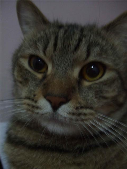 胖胖從小就是小賤貓 - 第9張圖