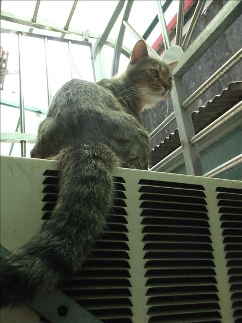 ●閒聊最近大小事●胖胖的秘密 - 第1張圖