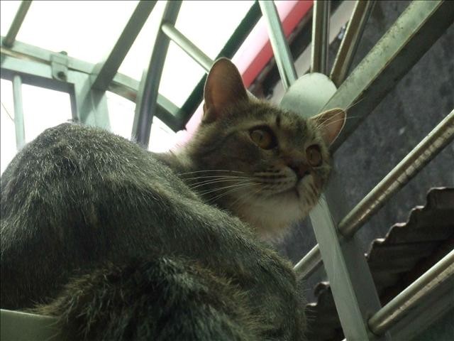 ●閒聊最近大小事●胖胖的秘密 - 第2張圖