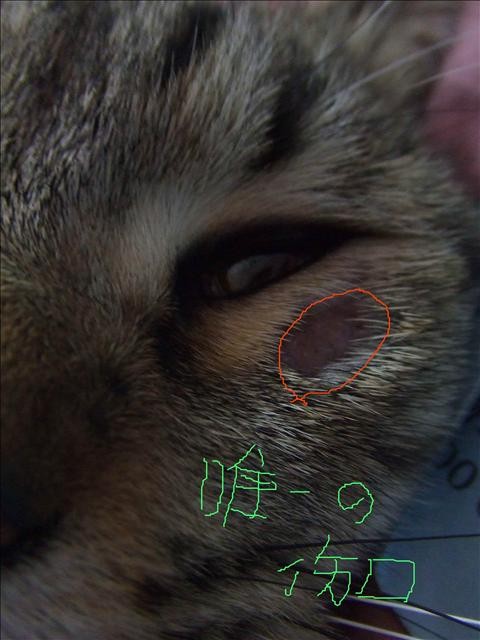 ●閒聊最近大小事●胖胖掉下去 - 第1張圖