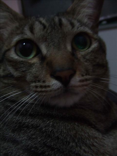 我的LOVER呆 - 第1張圖