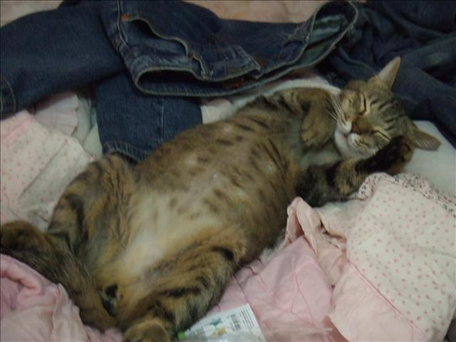 我家的胖子 - 第2張圖