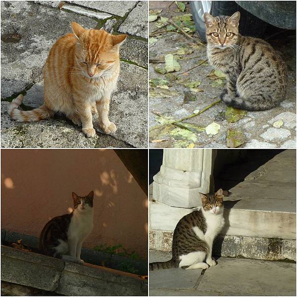 土耳其CAT 1.jpg