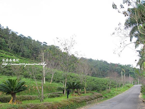 日月老茶廠 -茶園.JPG 日月老茶廠 -茶園.JPG