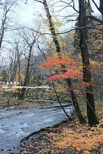 日本奧入瀨溪流