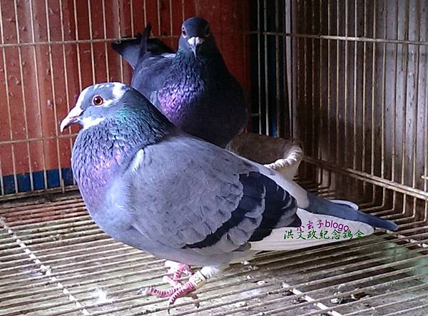 2014年北海冬季配對2 2014年北海冬季配對2