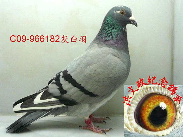 966182.jpg 966182.jpg