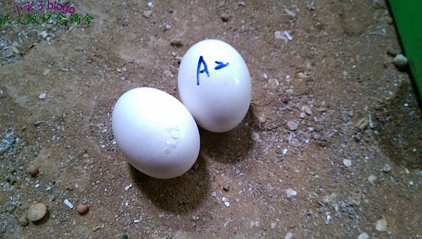 egg.jpg egg.jpg