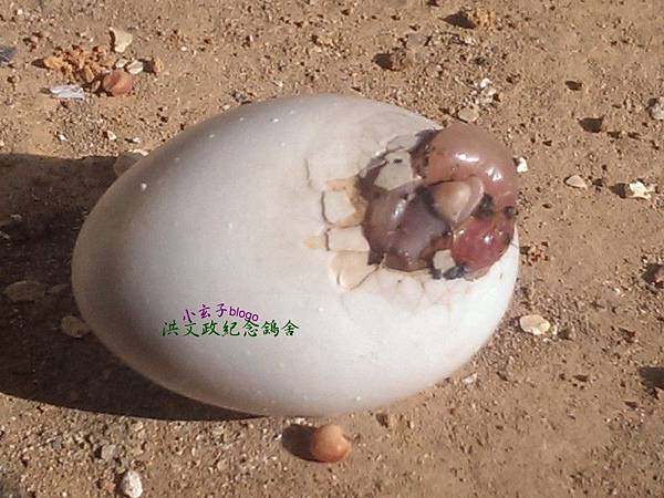 egg egg