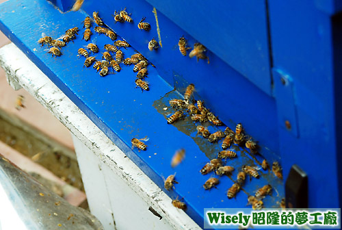 蜜蜂 蜜蜂