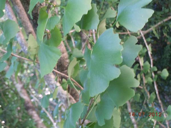 DSCN1831.JPG DSCN1831.JPG