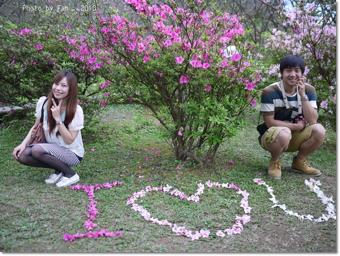 陽明山櫻花 陽明山櫻花