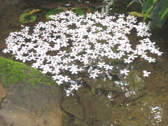 土城油桐花 土城油桐花