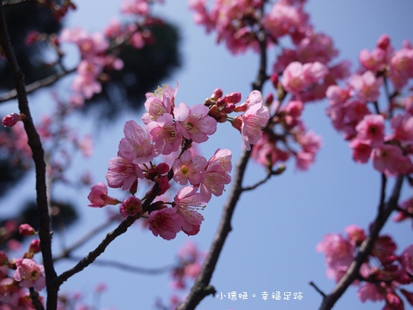陽明山賞櫻 陽明山賞櫻