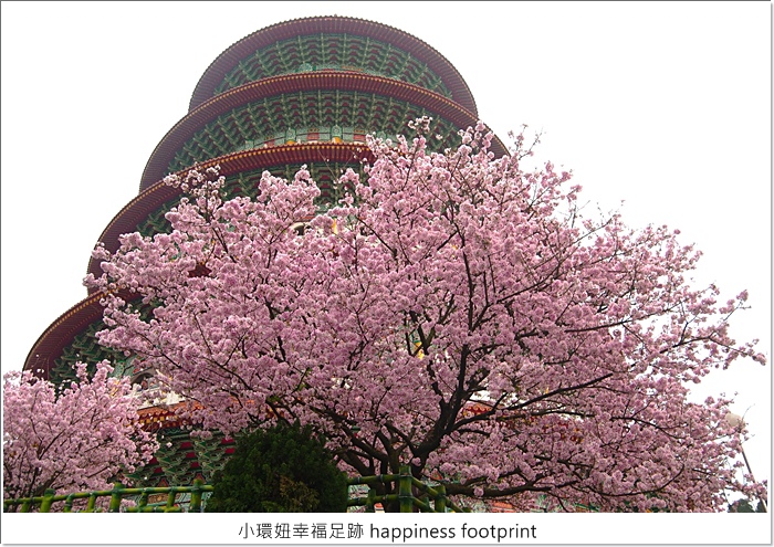 天元宮櫻花 天元宮賞櫻