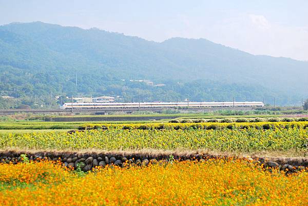 花季 . 田野畫布 * 2012 苗栗銅鑼杭菊花海