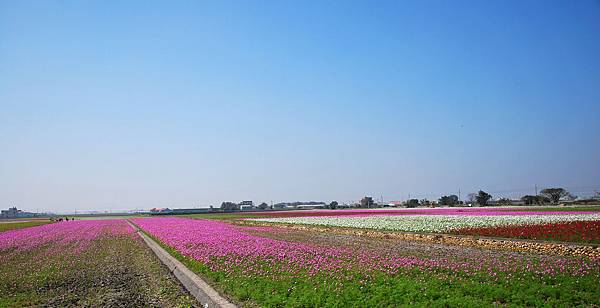 彩虹花毯 台湾云林 淳朴小镇遇见花海